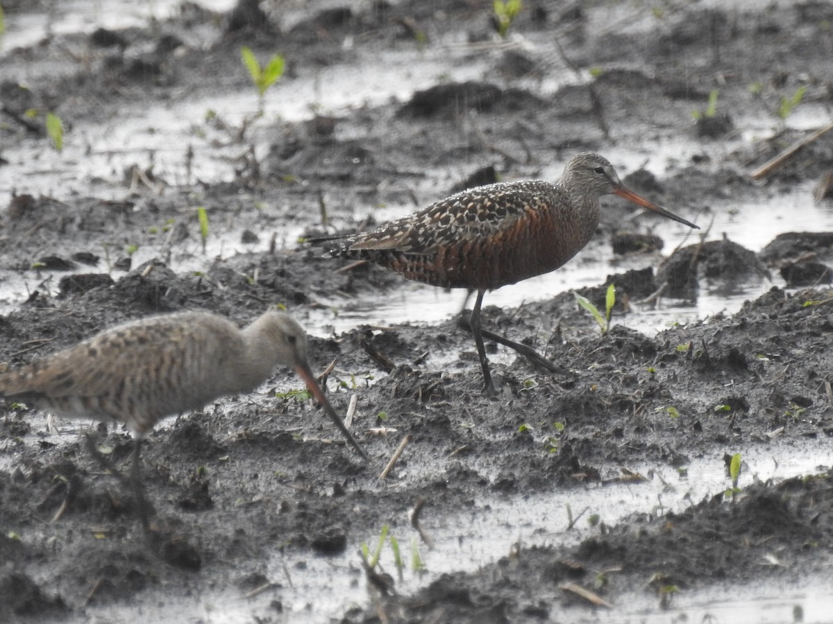 Hudsonian Godwit - ML344580731