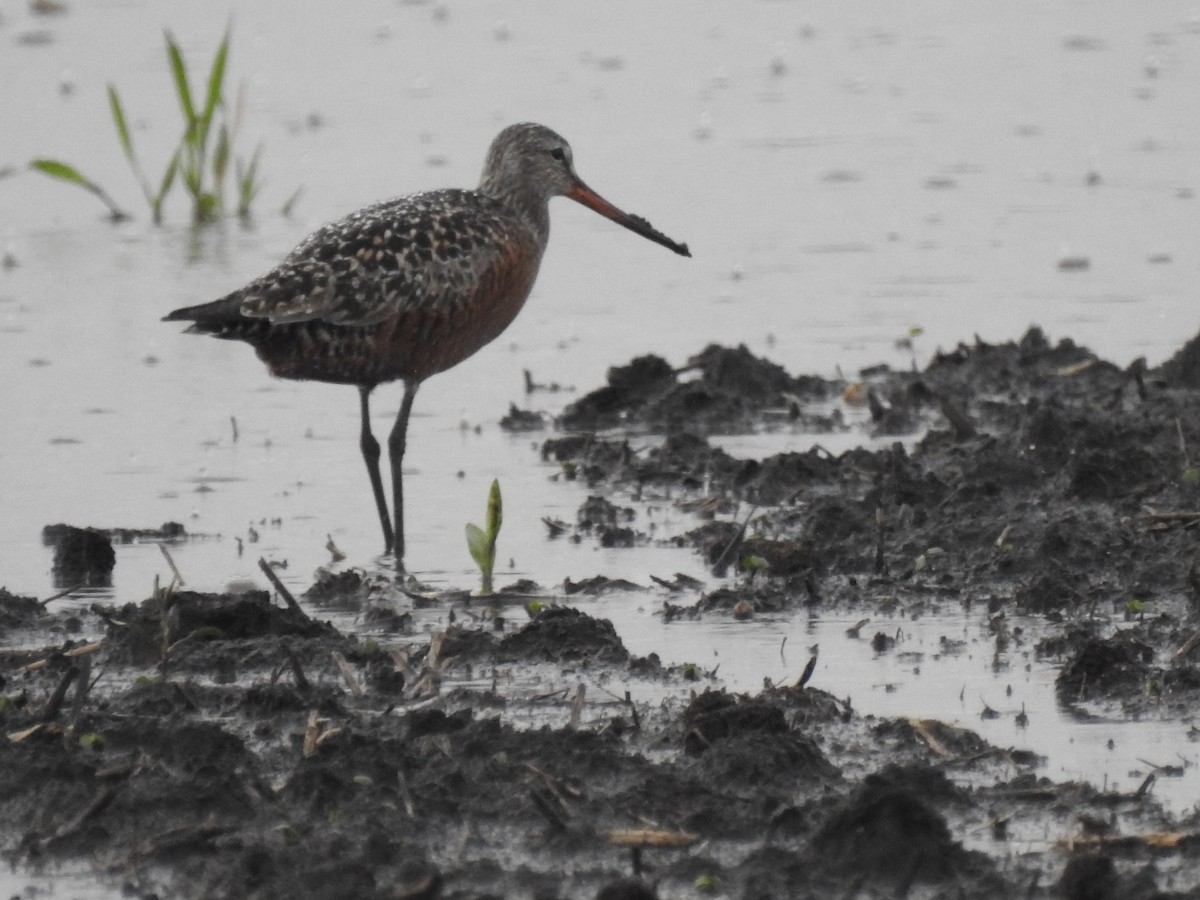 Hudsonian Godwit - ML344580761