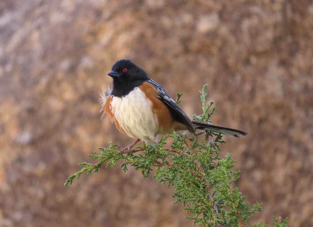 Spotted Towhee - ML344581001
