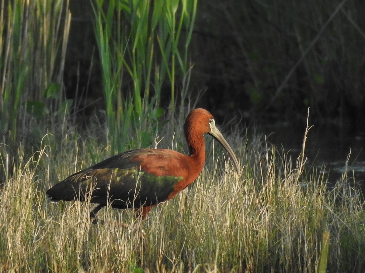 Morito Común - ML344582831