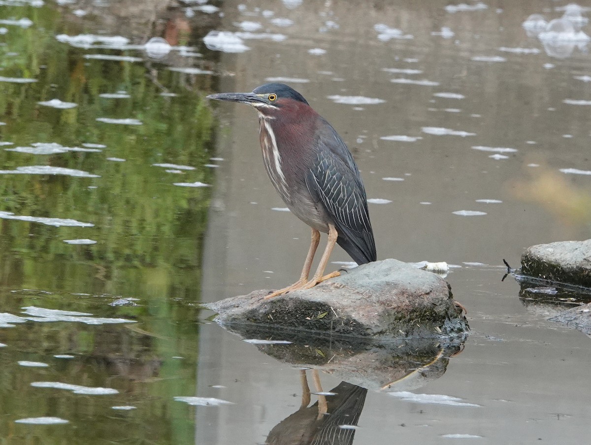 Green Heron - ML344583411