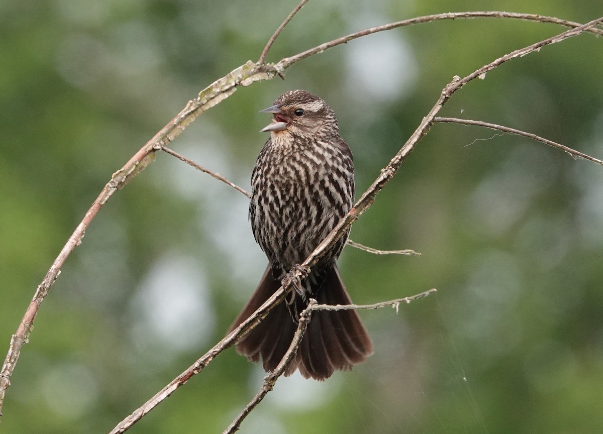Red-winged Blackbird - ML344583491