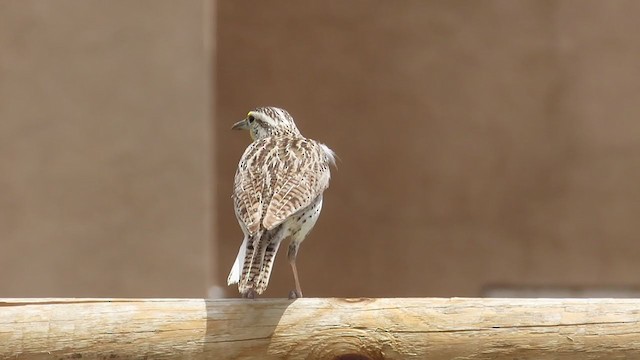 Western Meadowlark - ML344583921