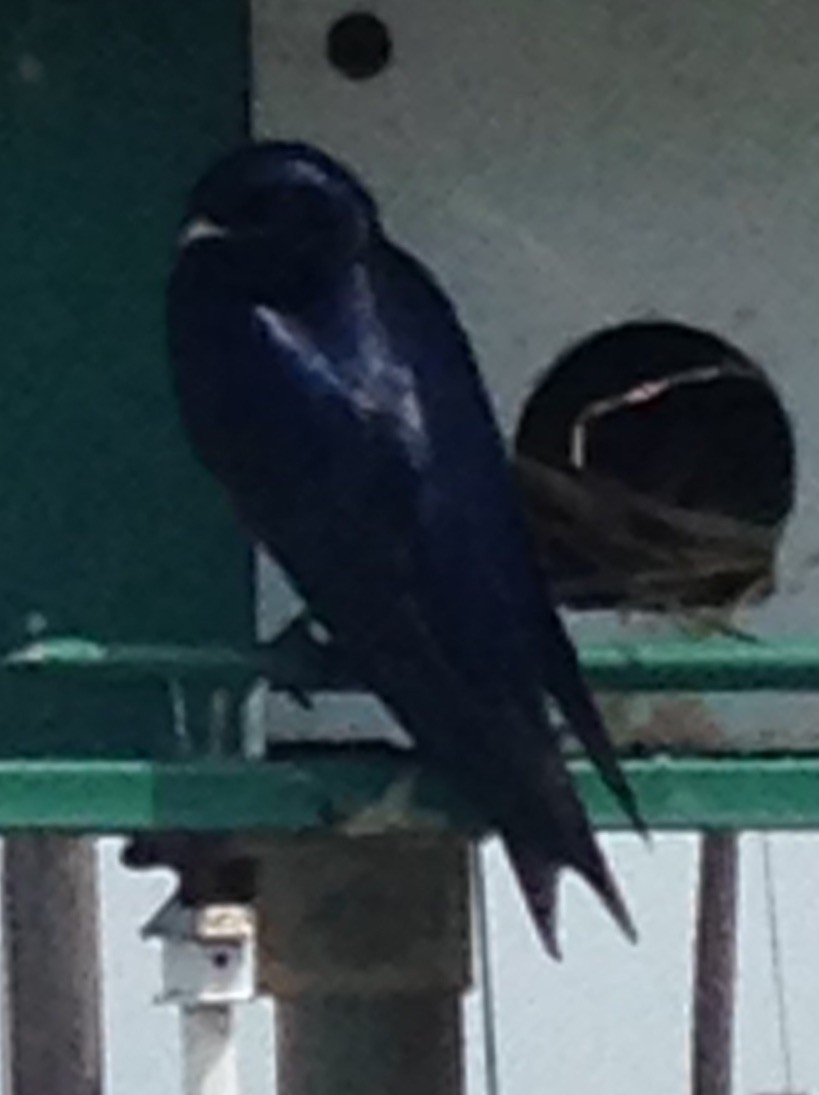 Purple Martin - ML344584311