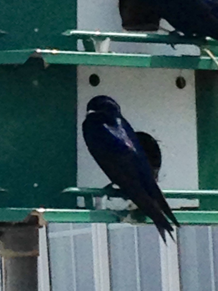 Purple Martin - ML344584321