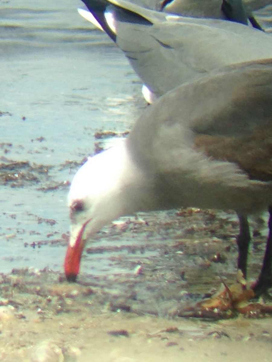 Heermann's Gull - David Harrison