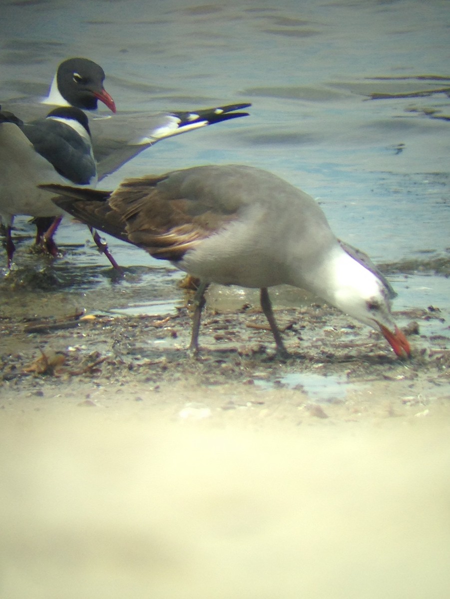 Heermann's Gull - David Harrison