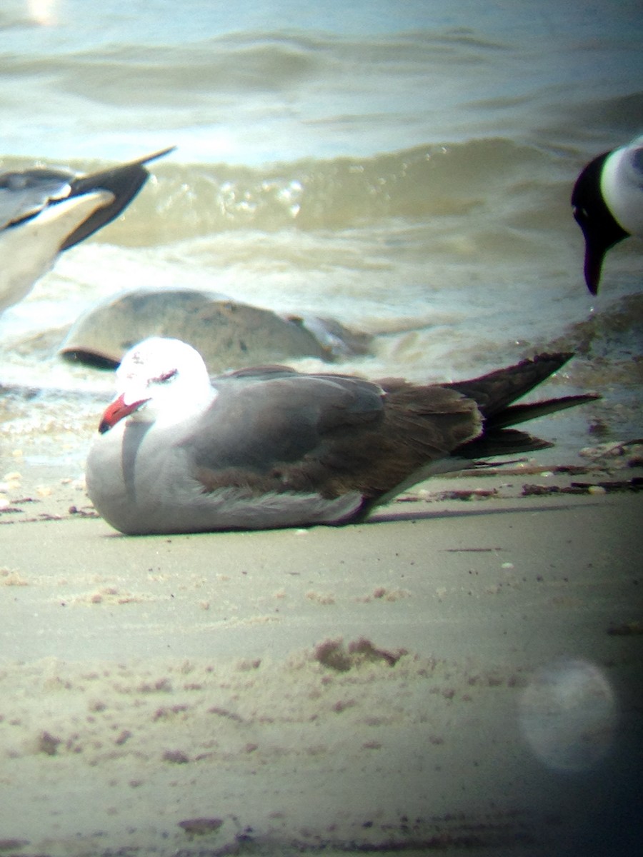 Heermann's Gull - ML344585271