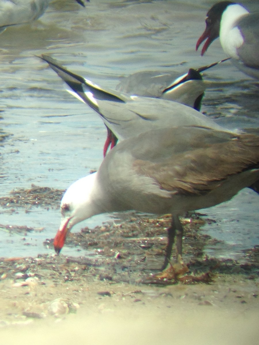 Heermann's Gull - ML344585291