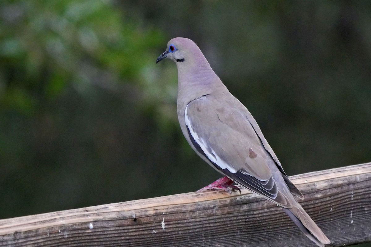 White-winged Dove - Grace Oliver