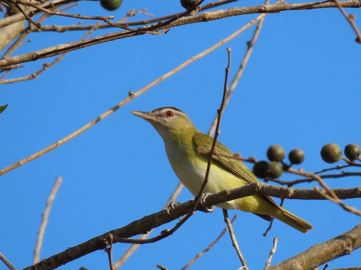 Yellow-green Vireo - Brent Thomas