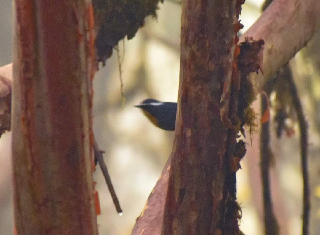 White-browed Bush-Robin - Sayandeep Maity