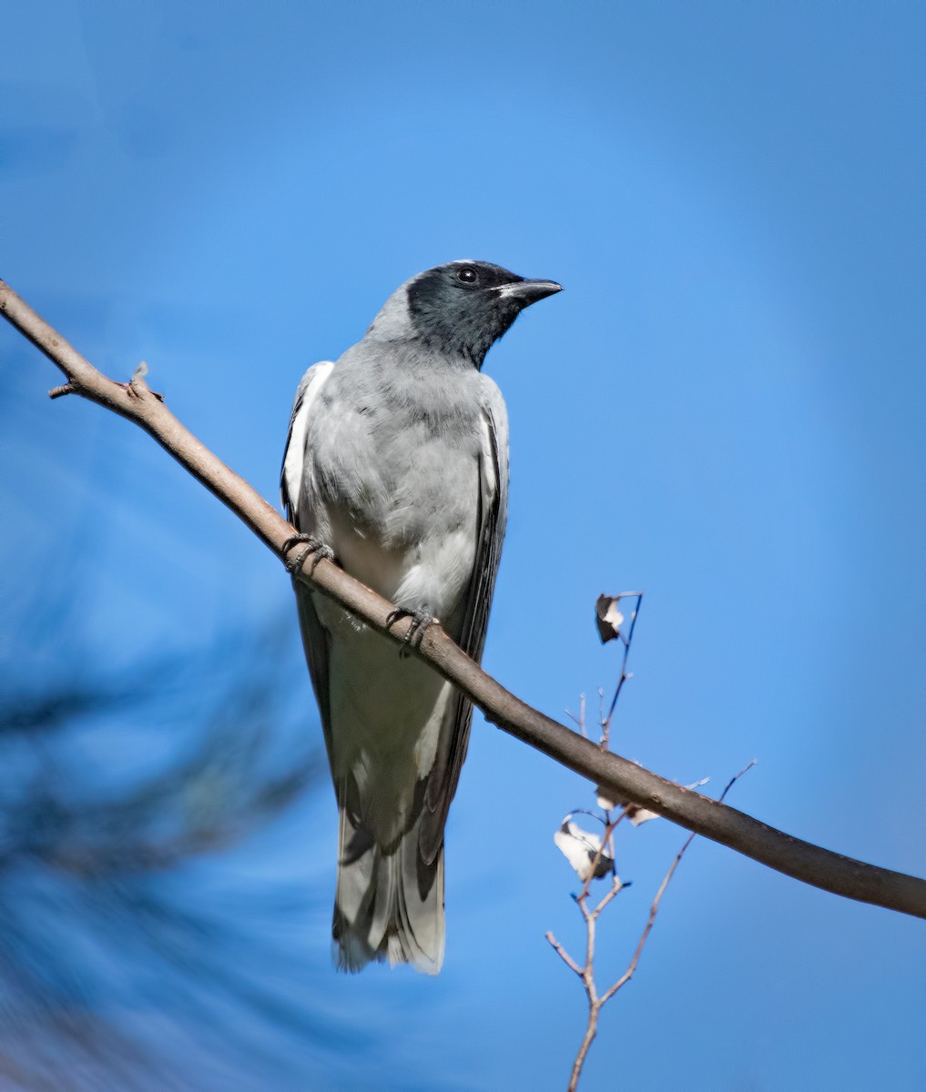 Black-faced Cuckooshrike - Julie Clark