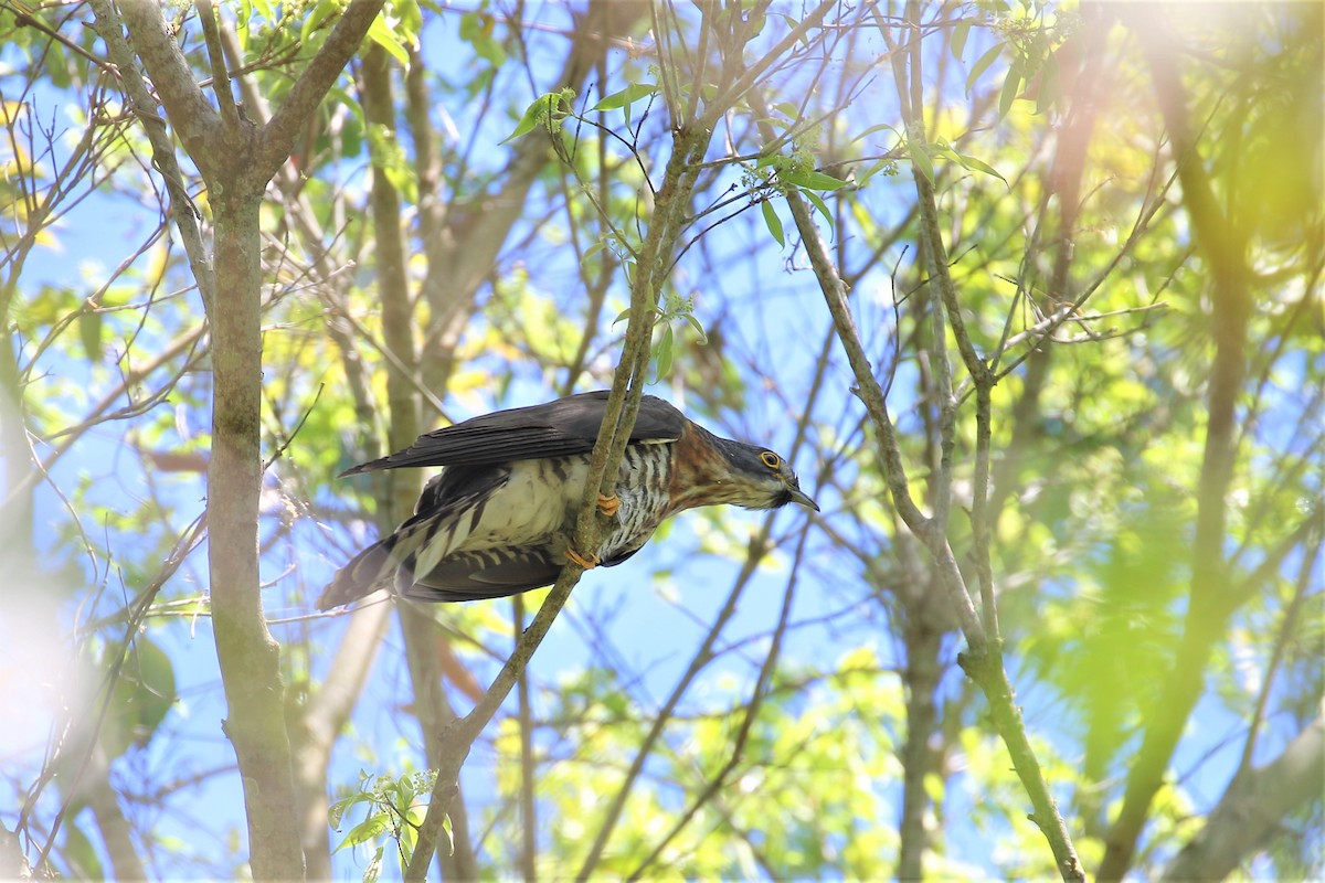 Large Hawk-Cuckoo - ML344588321