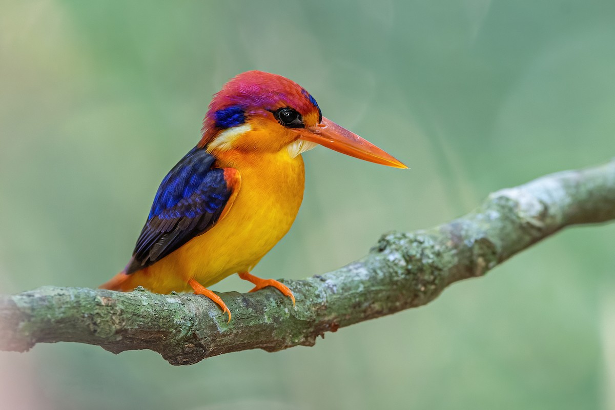 Black-backed Dwarf-Kingfisher - Ngoc Sam Thuong Dang