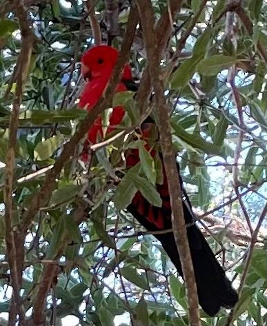 Australian King-Parrot - ML344590311