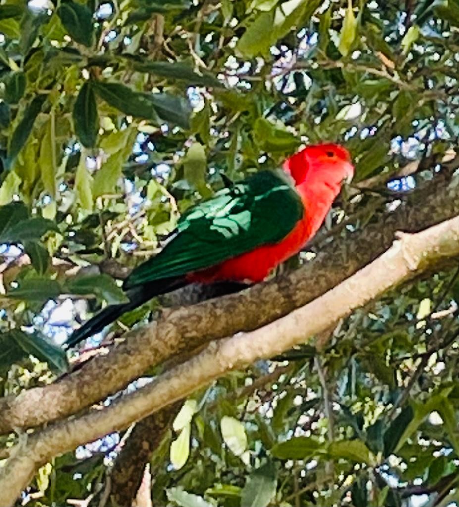 Australian King-Parrot - ML344590521