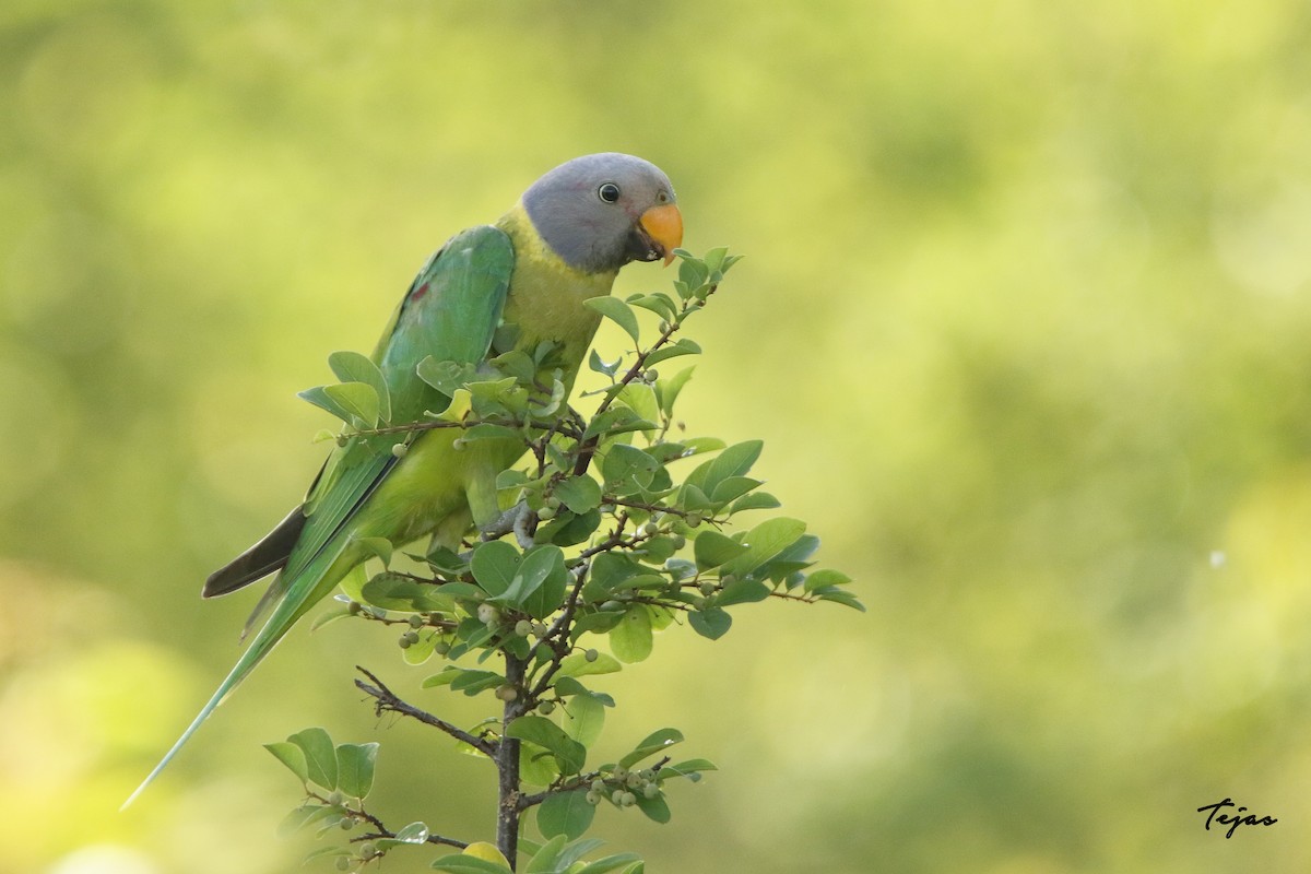 Plum-headed Parakeet - ML344591461