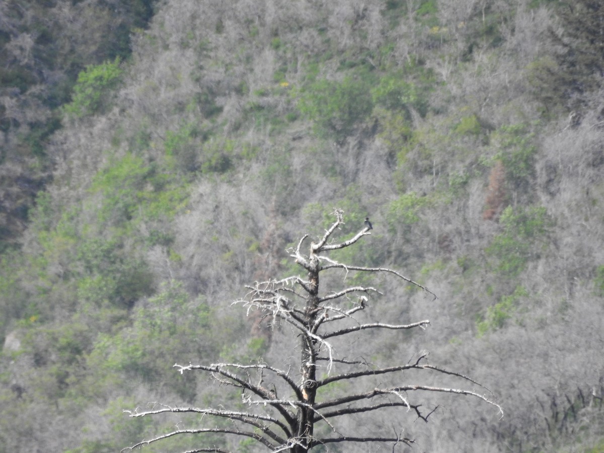 Lewis's Woodpecker - ML344591571