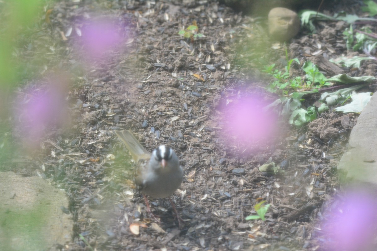 White-crowned Sparrow - ML344591731