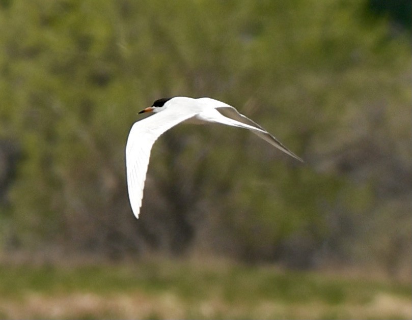 Forster's Tern - David Campbell