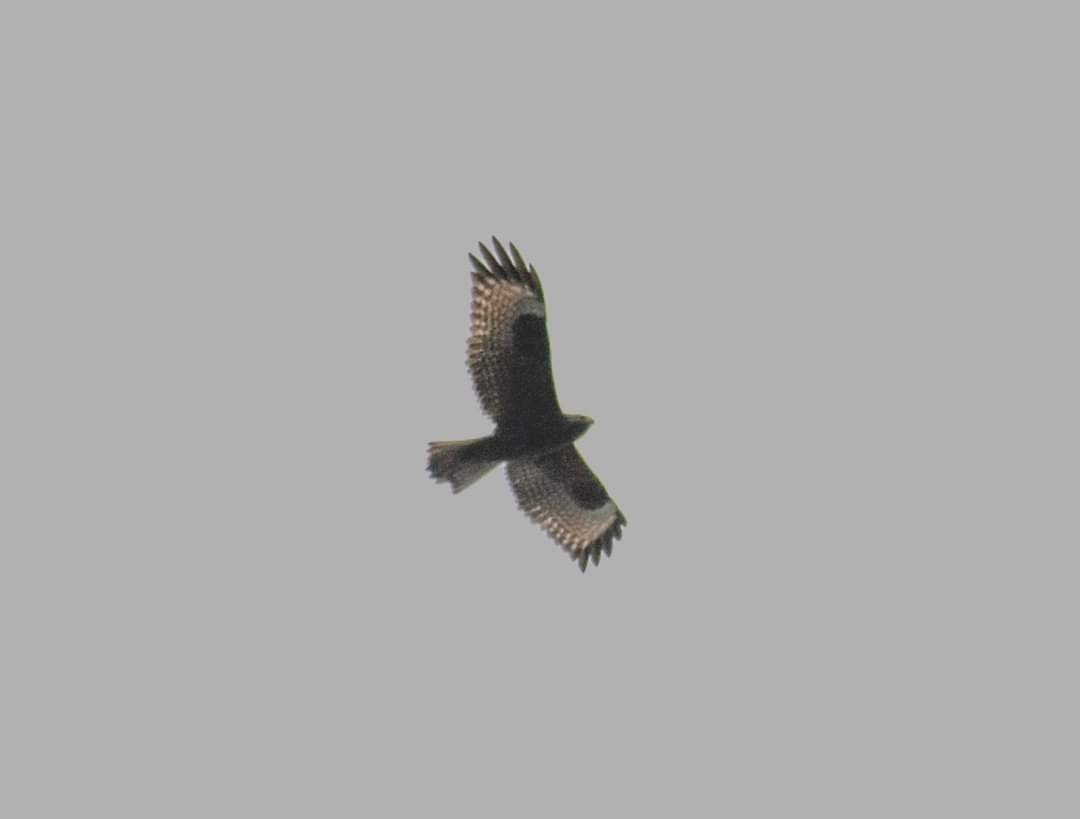 Himalayan Buzzard - ML344591941