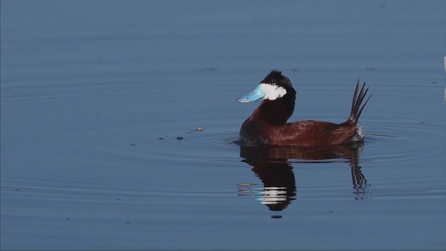 Ruddy Duck - ML344592401