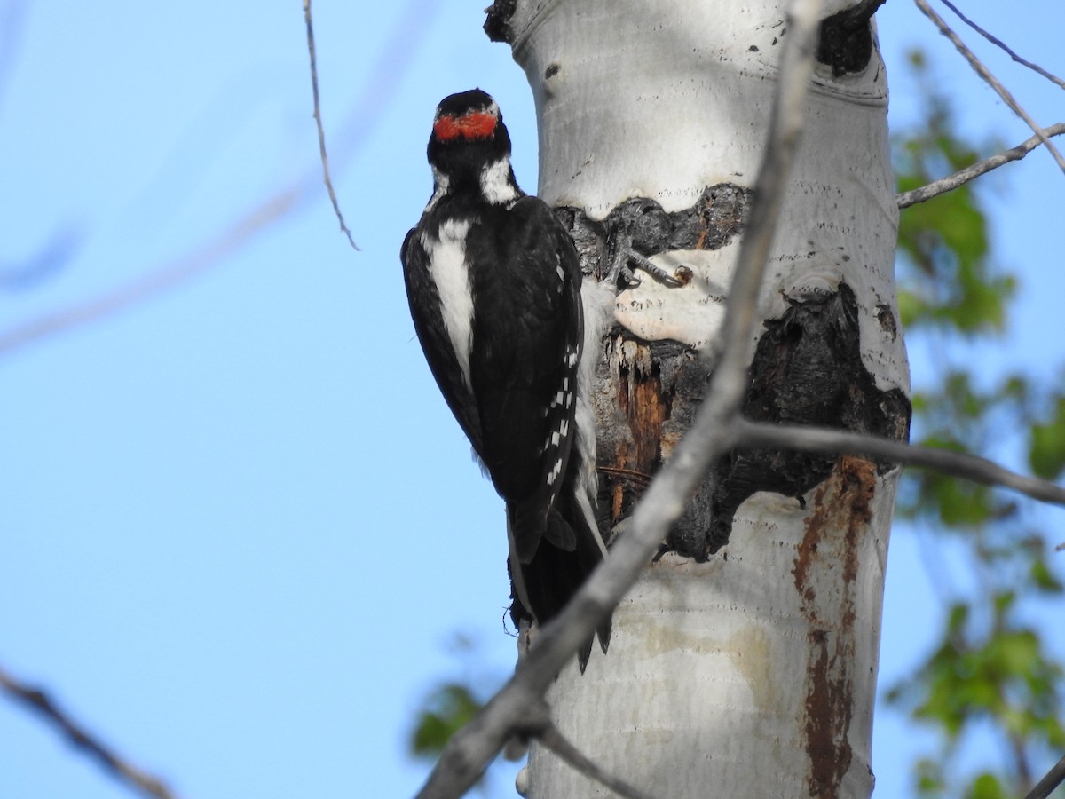 Hairy Woodpecker - Steve Clark