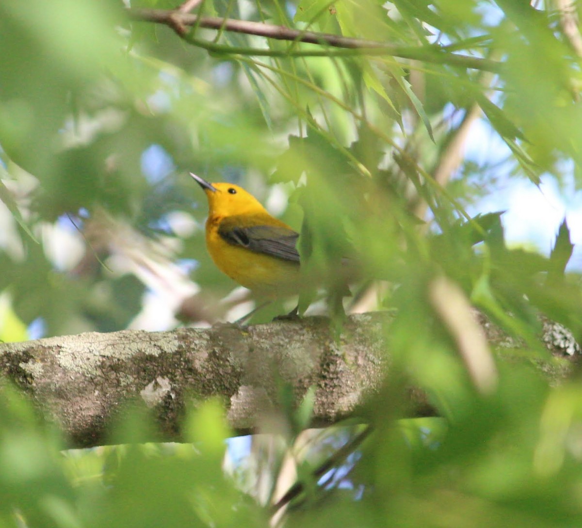 Prothonotary Warbler - ML344592901