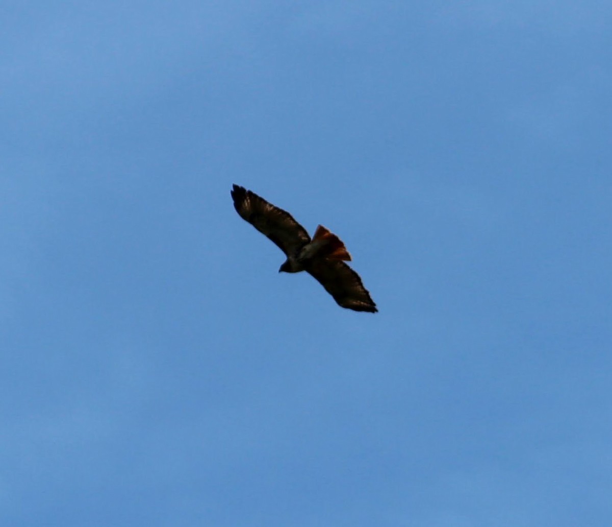 Red-tailed Hawk - ML344592961