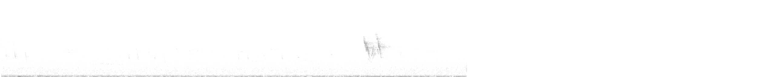 White Wagtail - ML344593041