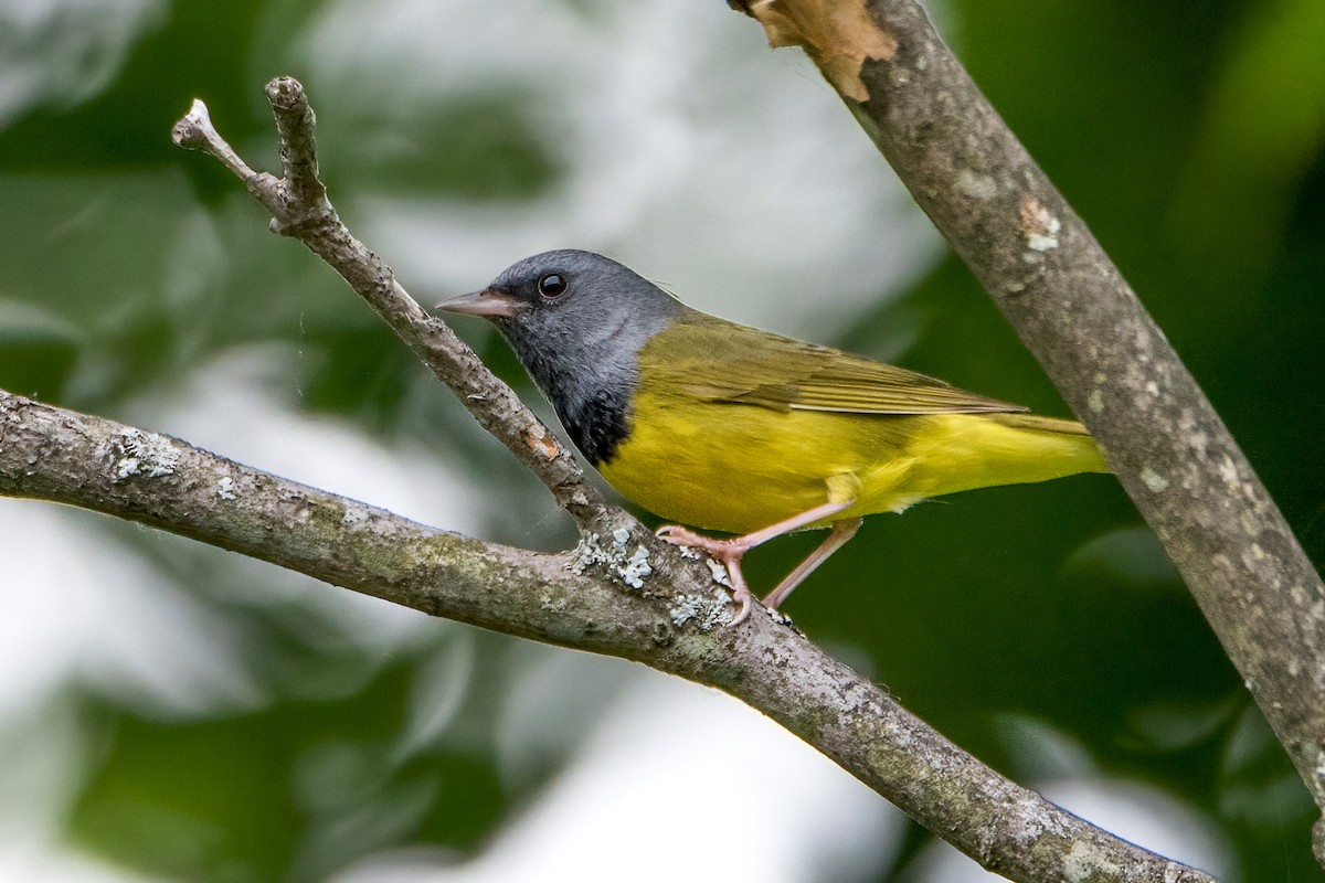 Mourning Warbler - Sue Barth