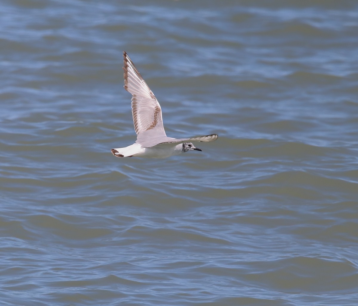 Bonaparte's Gull - Hin Ki  & Queenie  Pong