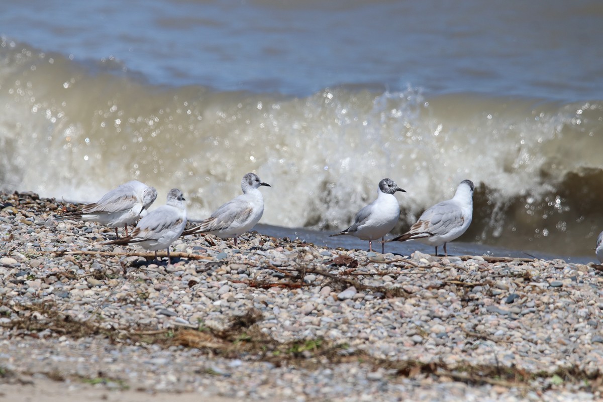 Bonaparte's Gull - Hin Ki  & Queenie  Pong