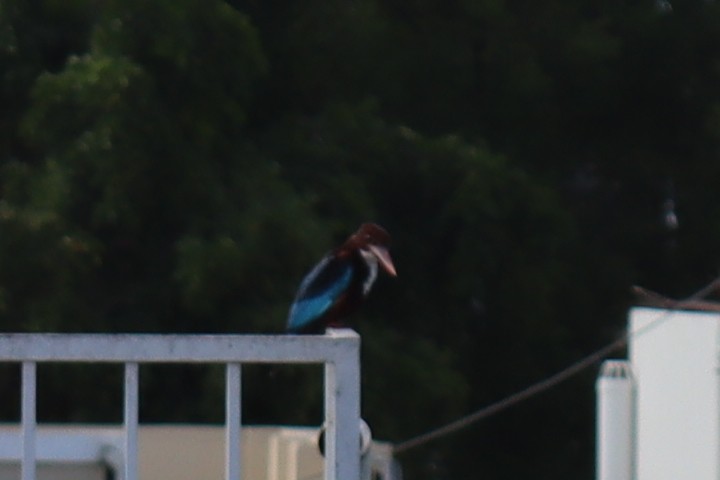 White-throated Kingfisher - Ashwath Sivakumar