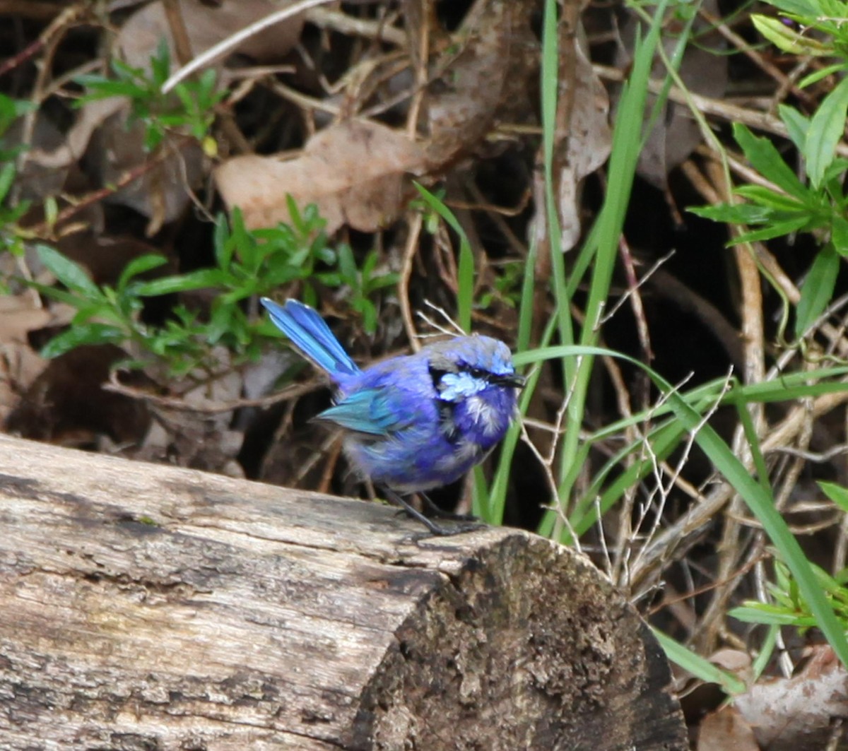 ムラサキオーストラリアムシクイ - ML34459481