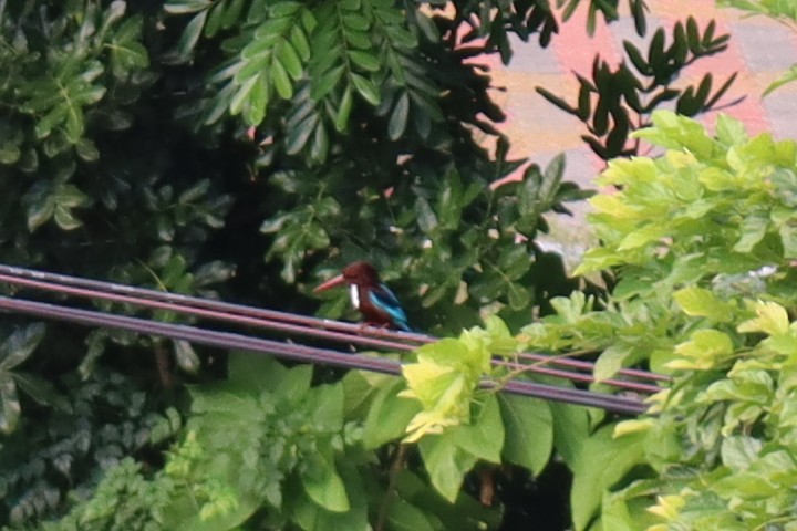 White-throated Kingfisher - ML344594831