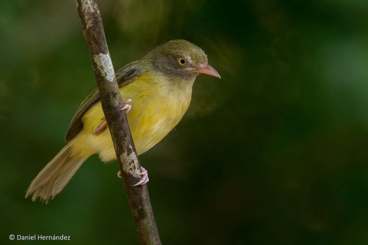 Scrub Greenlet - ML344595531