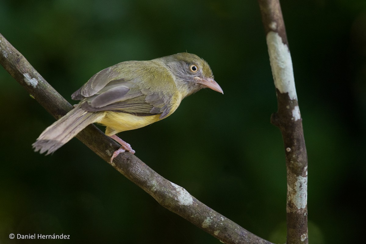 Scrub Greenlet - ML344595611