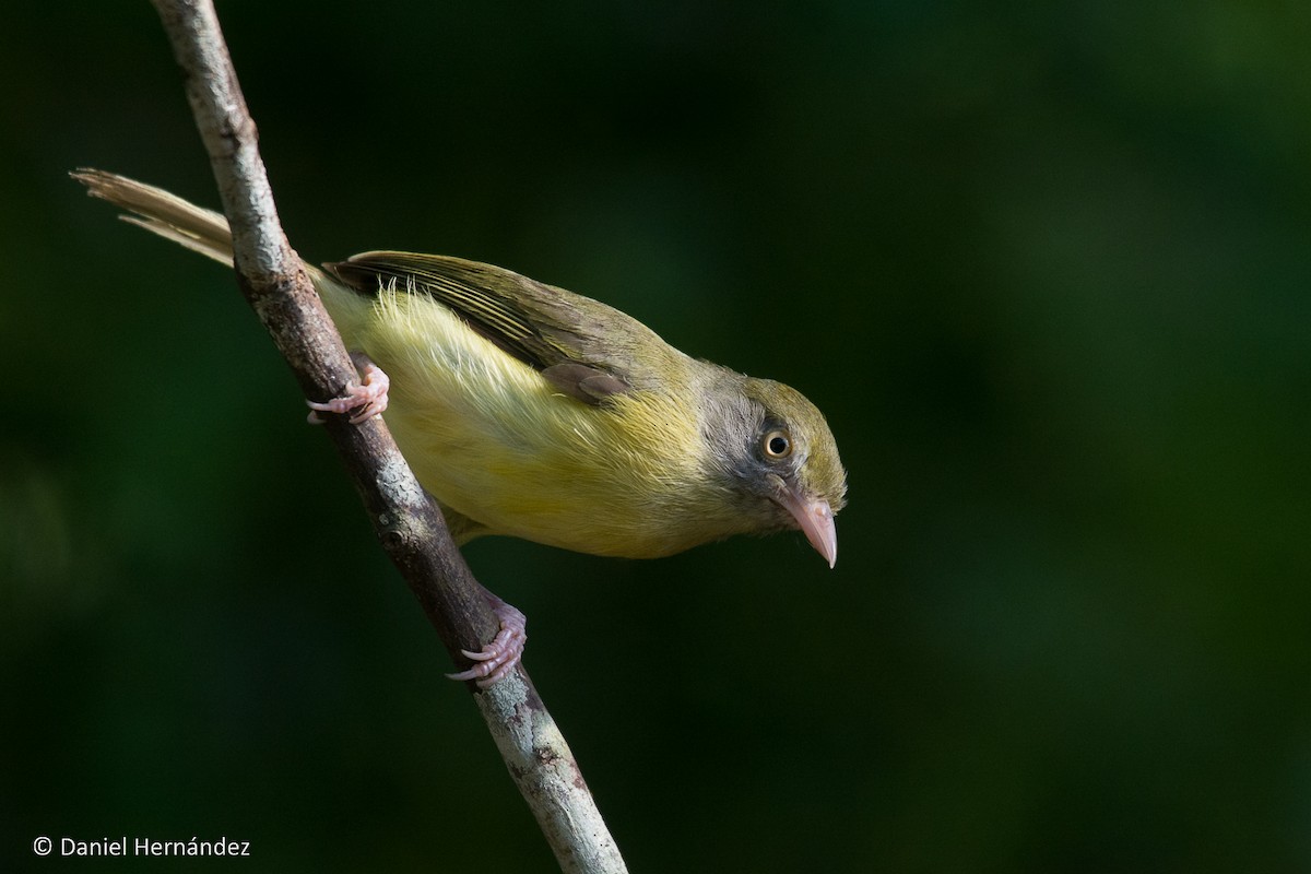 Scrub Greenlet - ML344595631