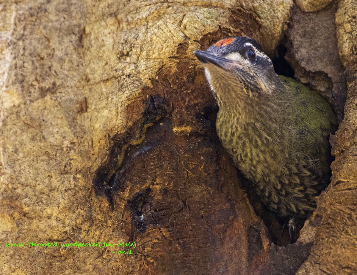 Streak-throated Woodpecker - Anil Sah