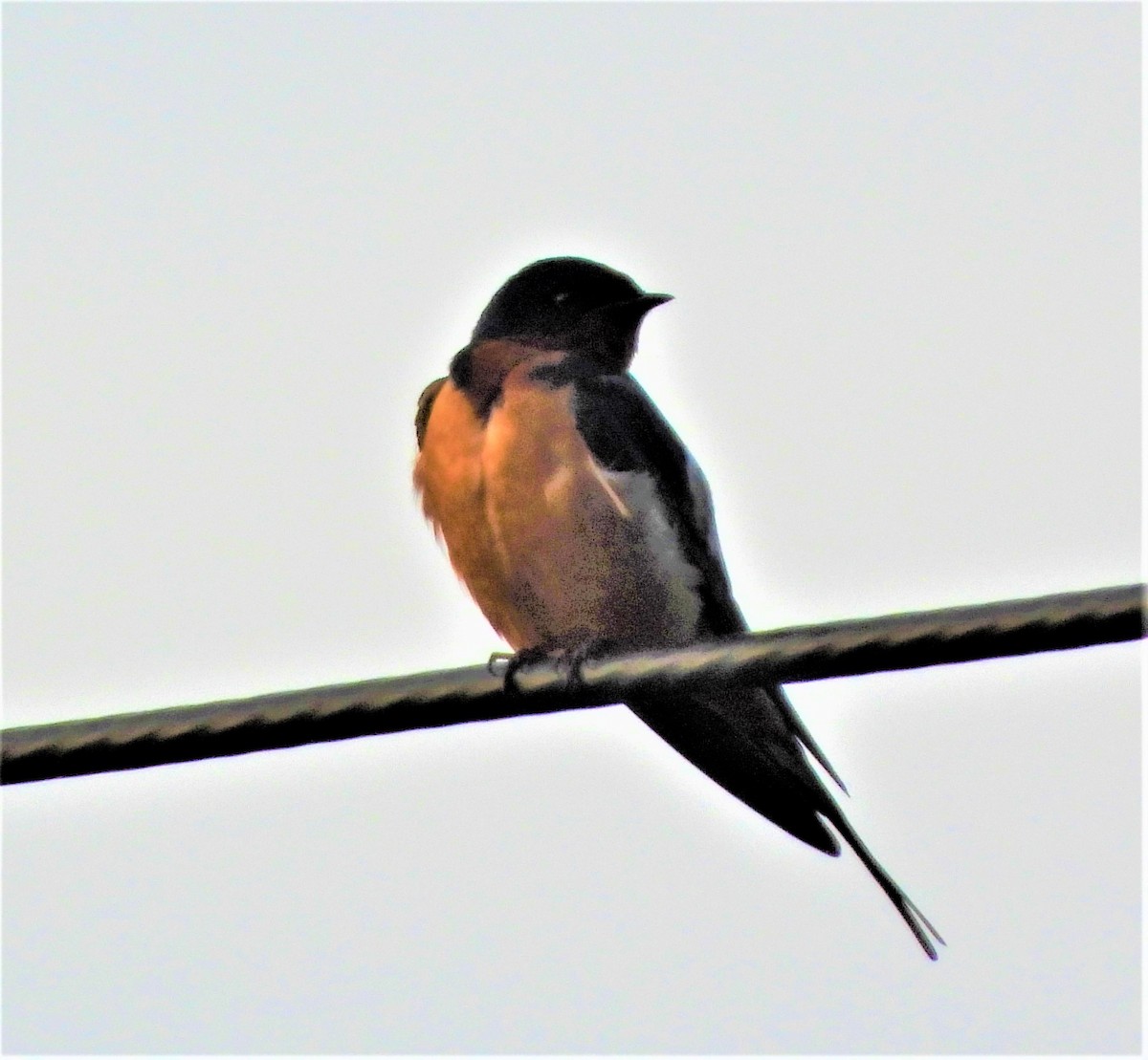 Barn Swallow - ML344599541