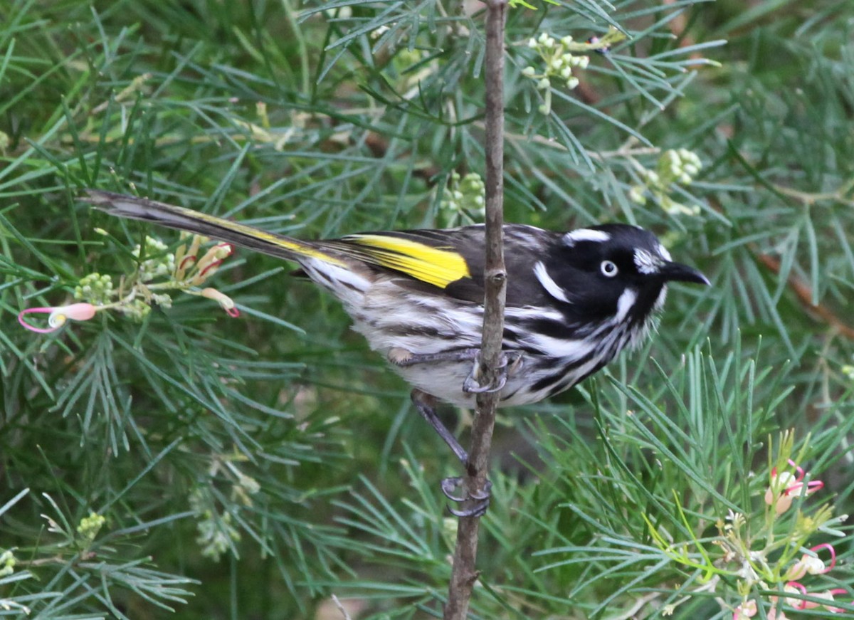 メジロキバネミツスイ - ML34460061