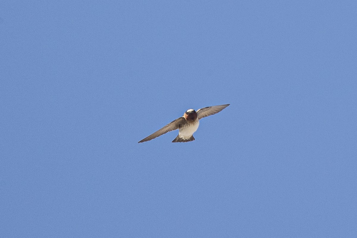 Cliff Swallow - ML344600921