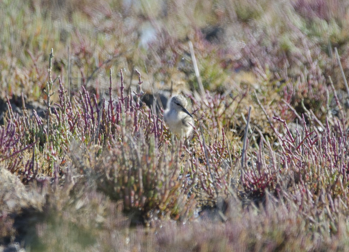 Black-winged Stilt - ML344602481