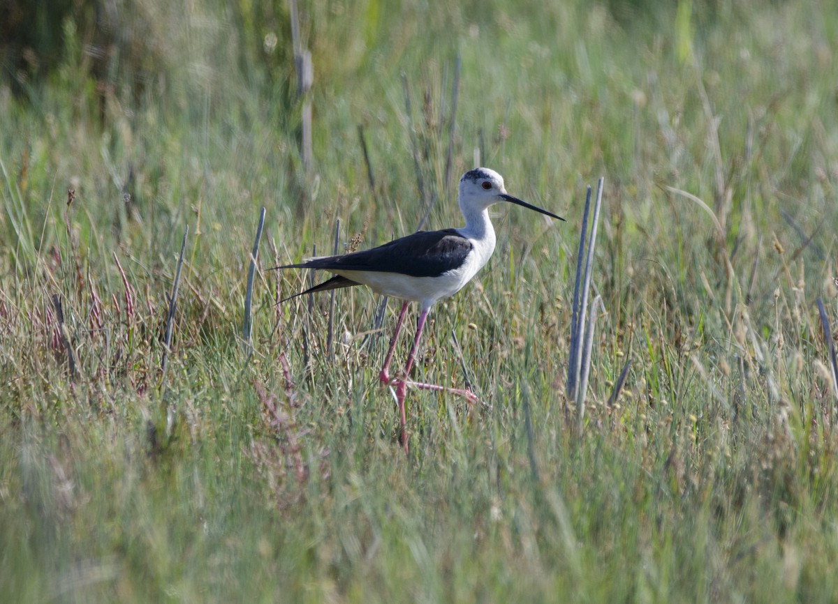 Black-winged Stilt - ML344602501