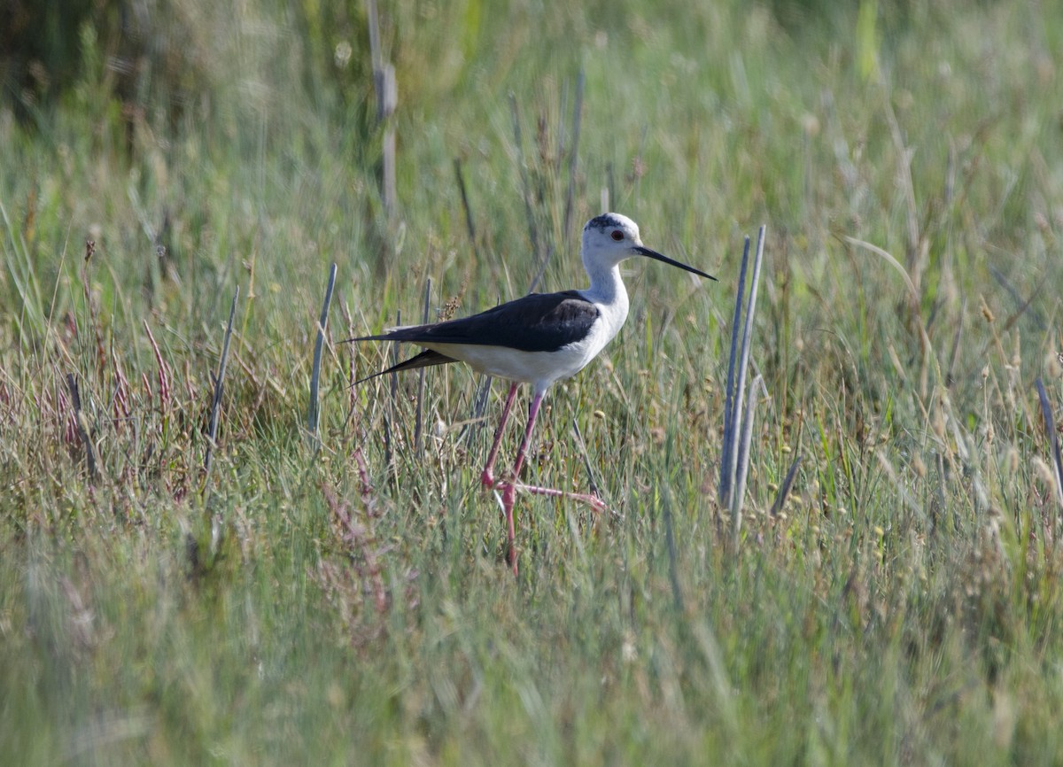 Black-winged Stilt - Victor  Porras