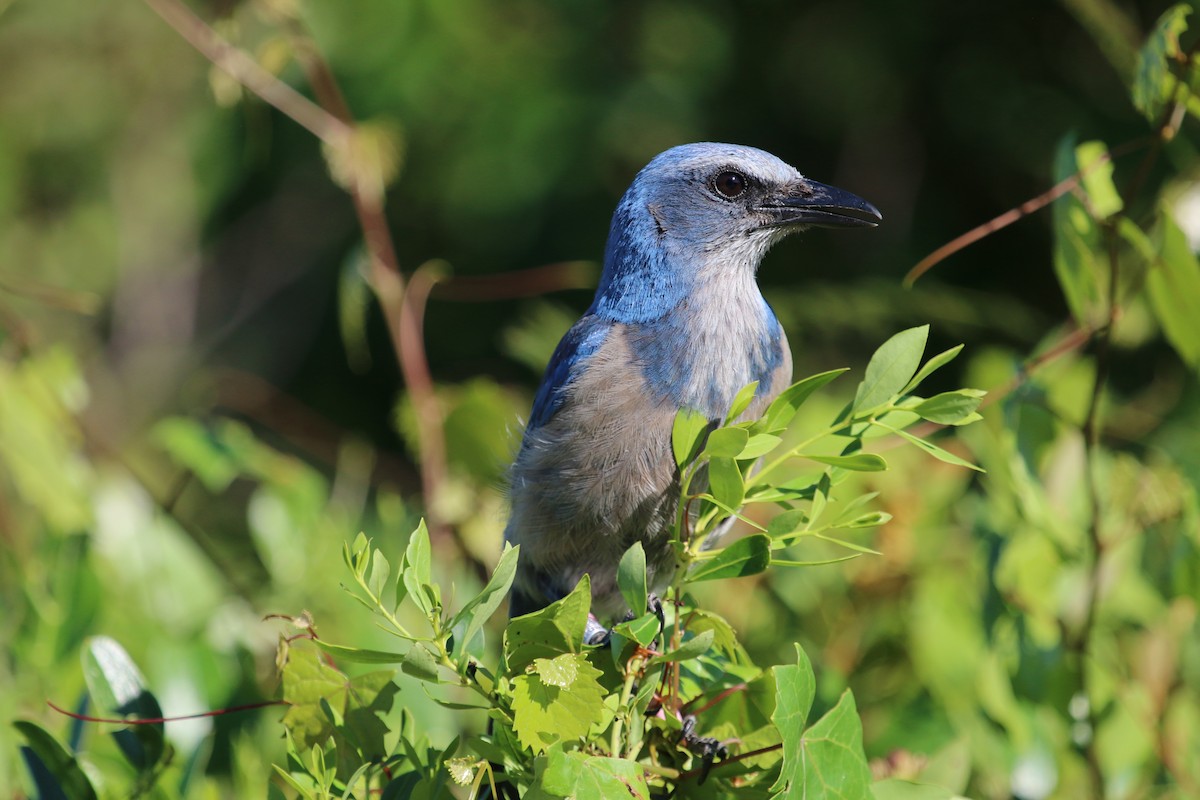 Florida Scrub-Jay - ML344602511