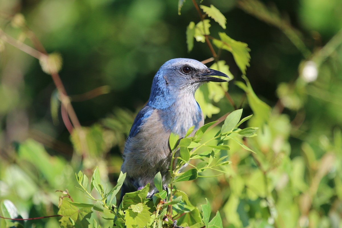 Florida Scrub-Jay - ML344602521