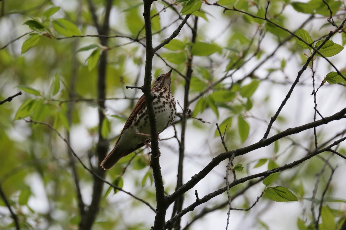 Wood Thrush - ML344605511